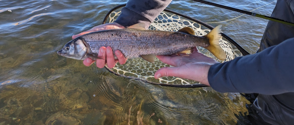 Why You Should Fish for Whitefish